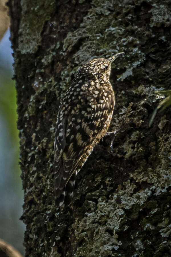 Image of Salpornis Gray & GR 1847