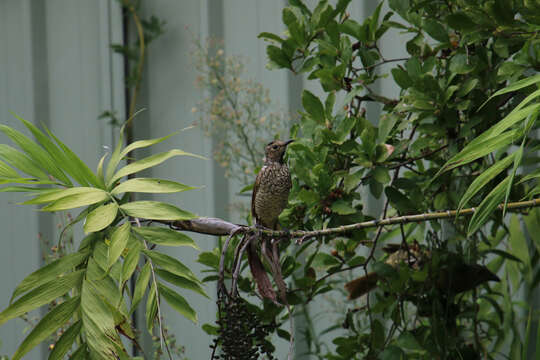 Image of Sericulus Swainson 1825