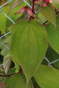 Image of Miconia tuberculata (Naud.) Triana