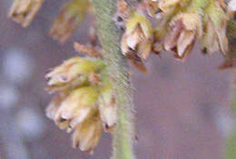 Image of Euclea natalensis subsp. angustifolia F. White