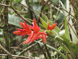 Image of Tillandsia compacta Griseb.