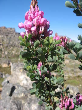 Plancia ëd Hypocalyptus sophoroides (P. J. Bergius) Baill.