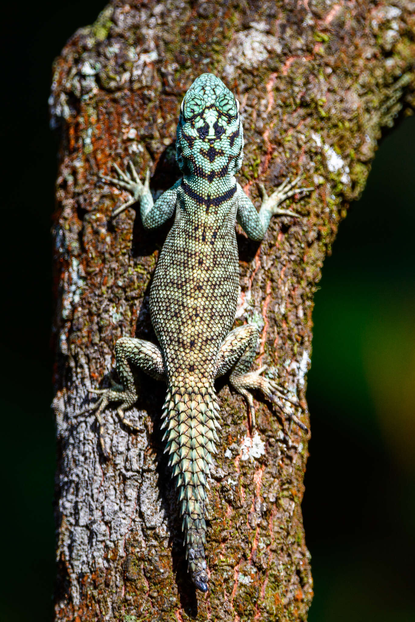 Image of Strobilurus torquatus Wiegmann 1834