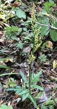 Image of Sparse-Lobe Grape Fern