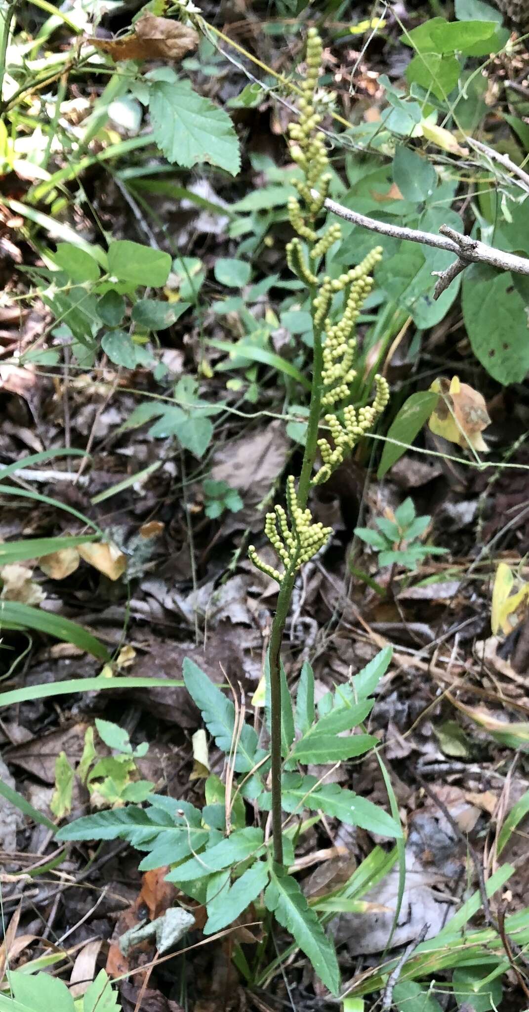 Sivun Sceptridium biternatum (Savigny) Lyon kuva