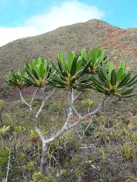 Image of Myodocarpus crassifolius Dubard & R. Vig.