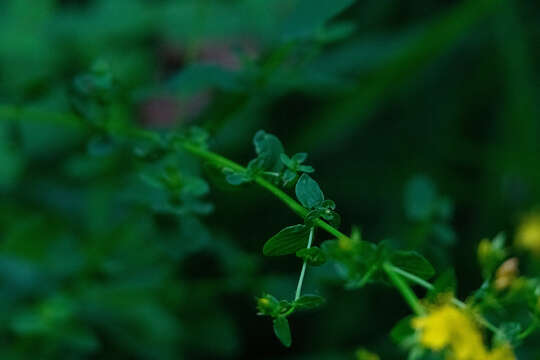 Plancia ëd Hypericum undulatum Schousboe ex Willd.