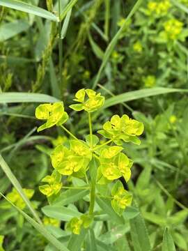 Image of broadleaf spurge