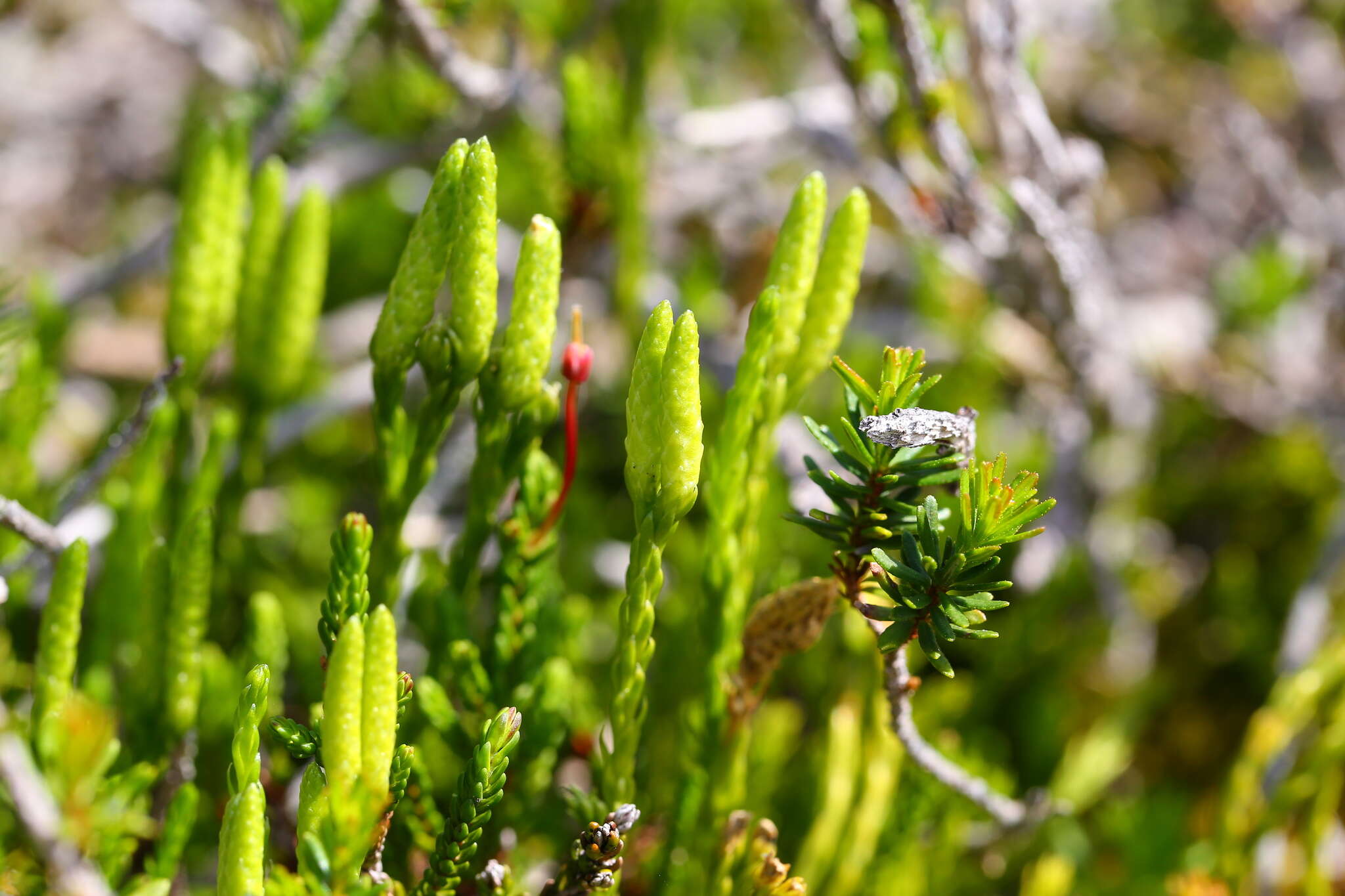 Sivun Diphasiastrum sitchense (Rupr.) Holub kuva