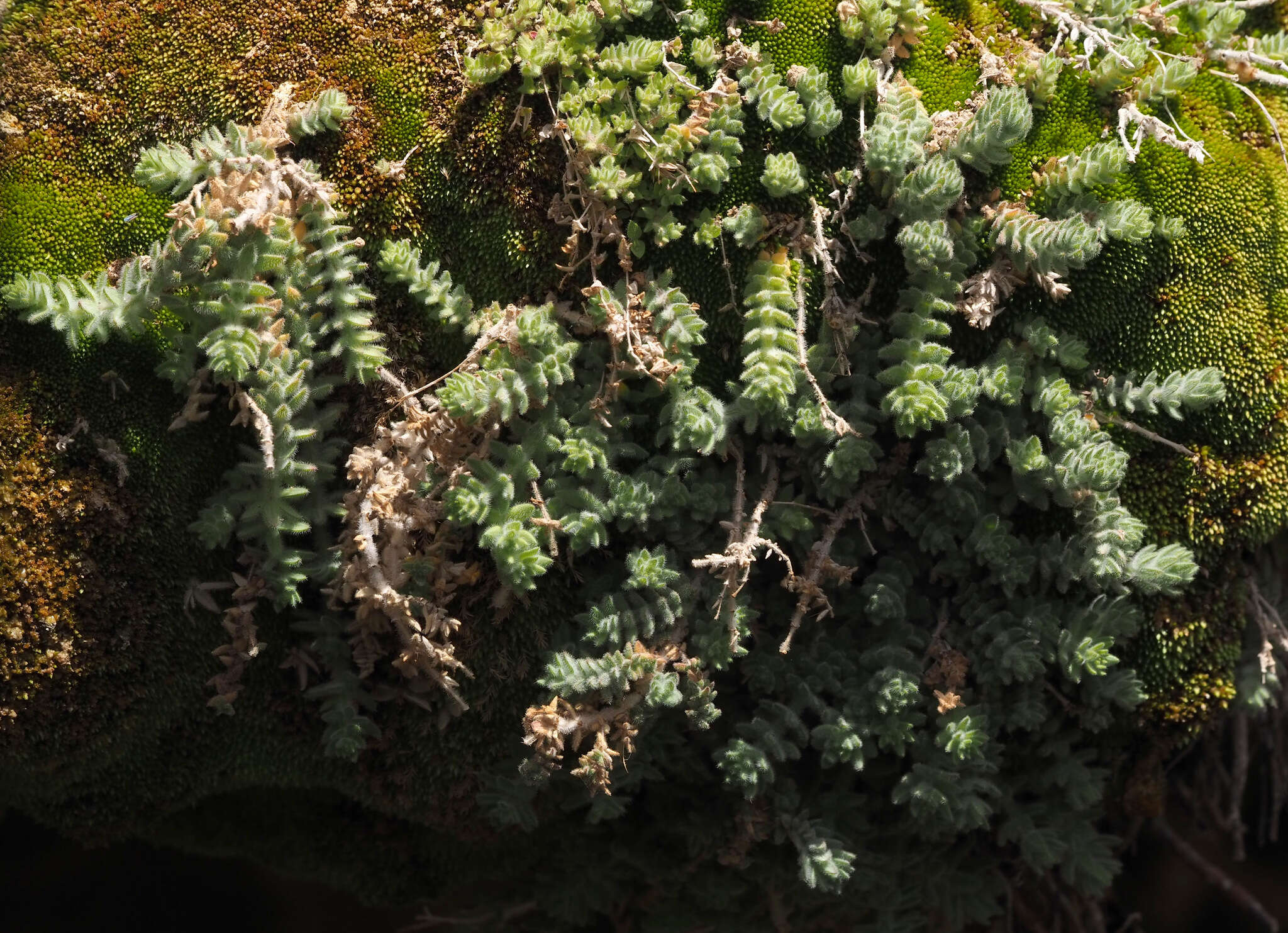 Plancia ëd Galium canum Req. ex DC.