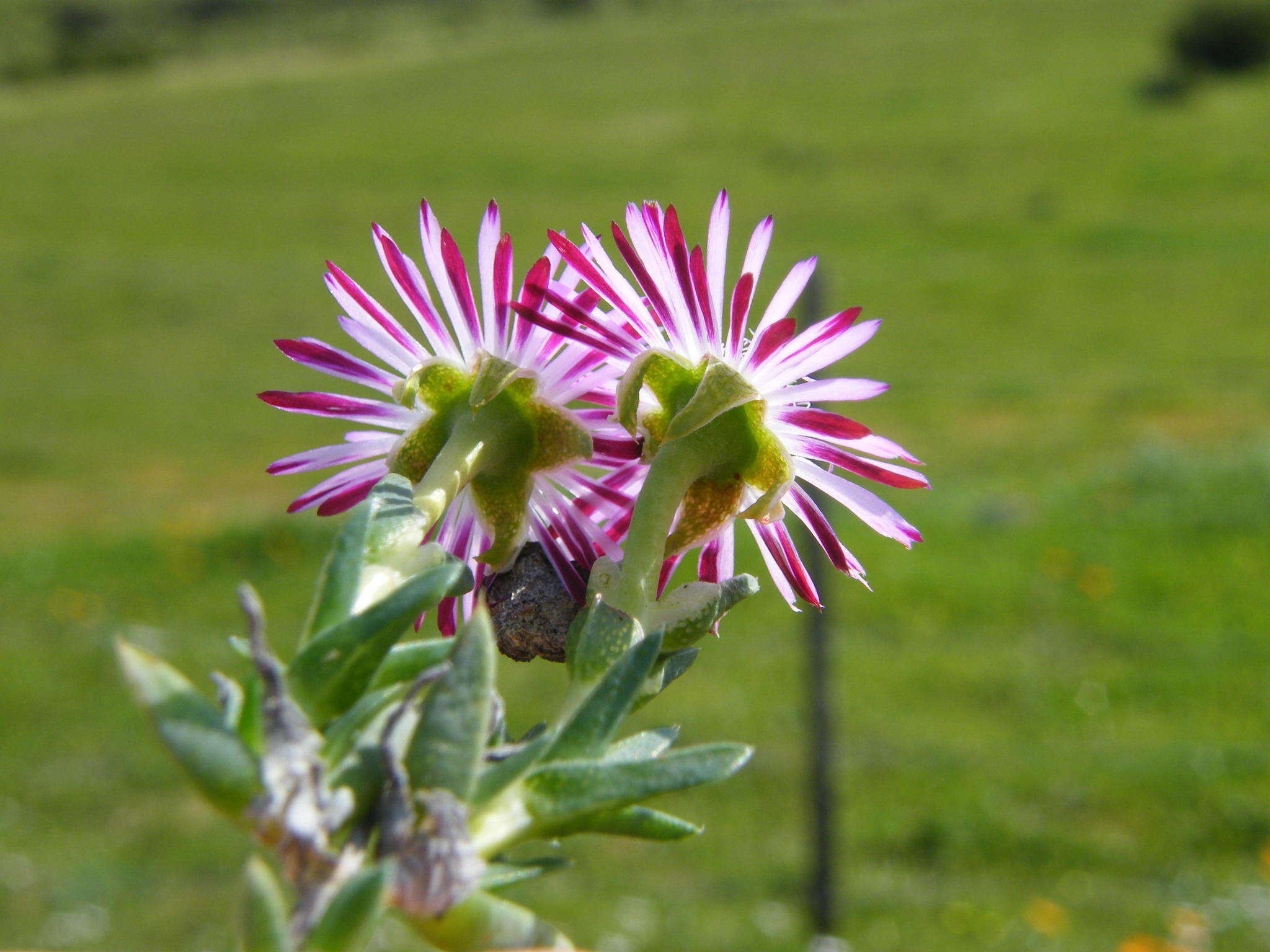 Image of Antimima menniei (L. Bol.) H. E. K. Hartmann