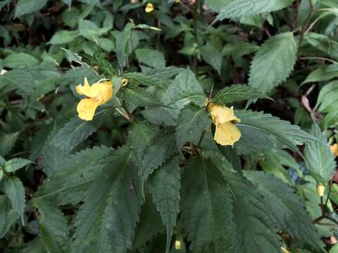 Imagem de Impatiens tayemonii Hayata