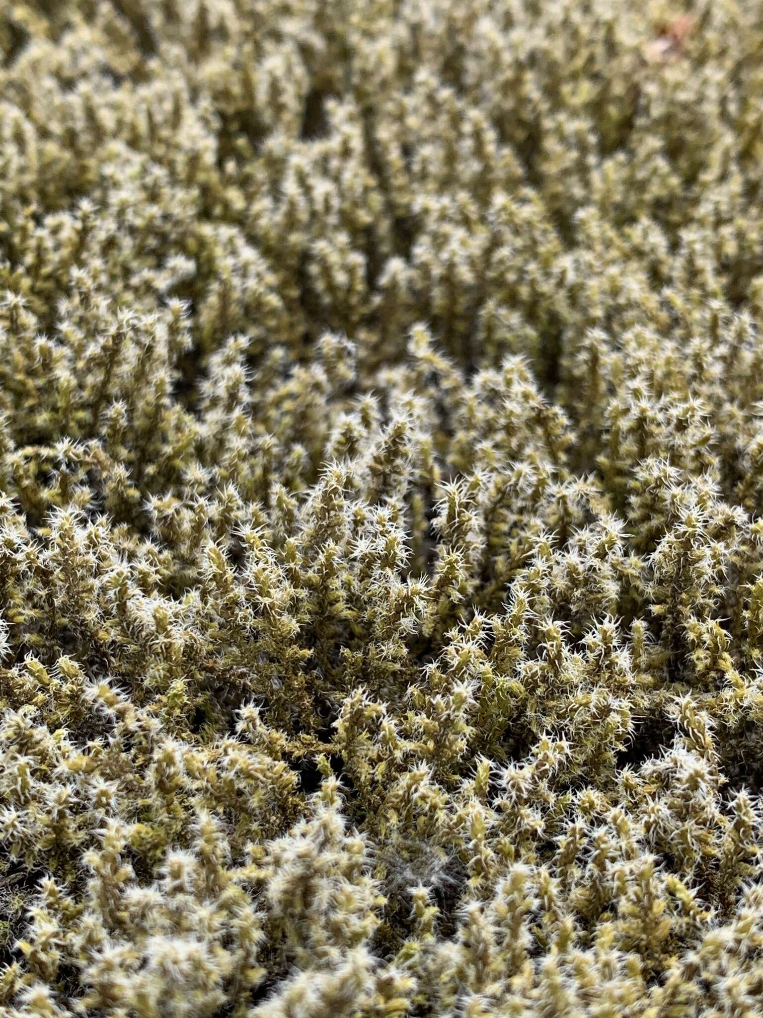 Image of racomitrium moss