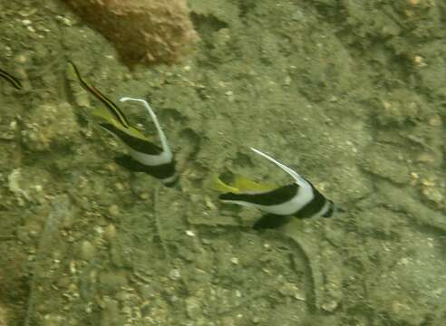 Image of Bannerfish