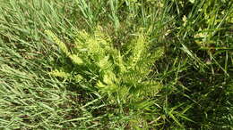 Image of eastern marsh fern