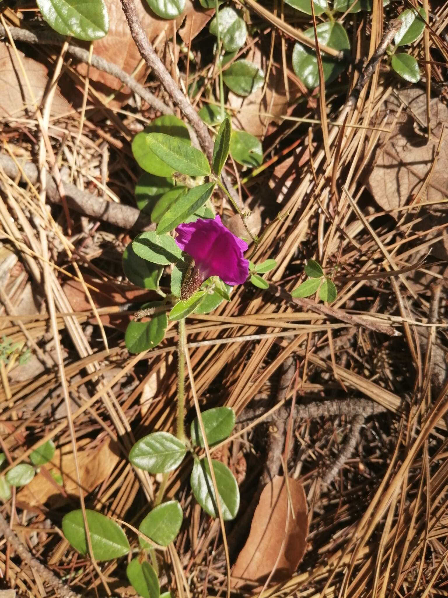 Image of Lemmon's cologania