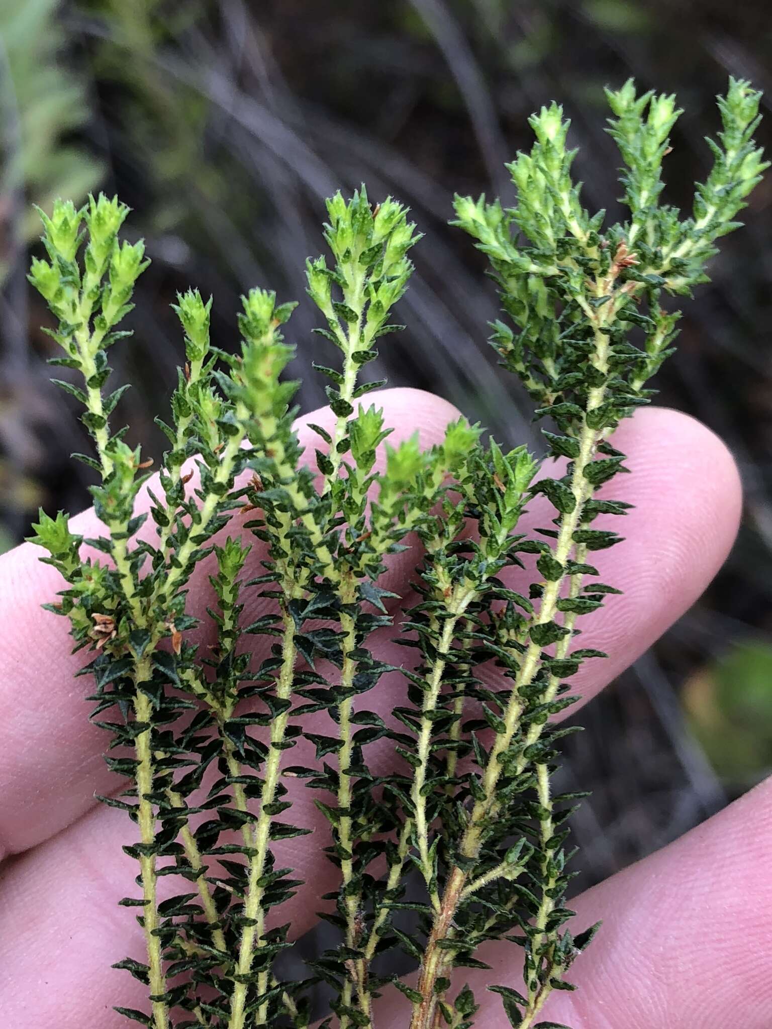 Image of Agathosma cerefolium (Vent.) Bartl. & Wendl. fil.