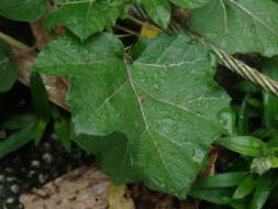 Imagem de Solanum capsicoides Allioni