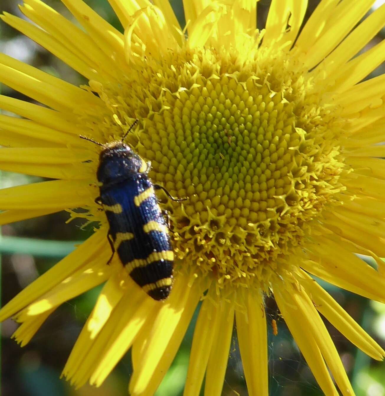 Image of <i>Acmaeodera <i>quadrifasciata</i></i> quadrifasciata