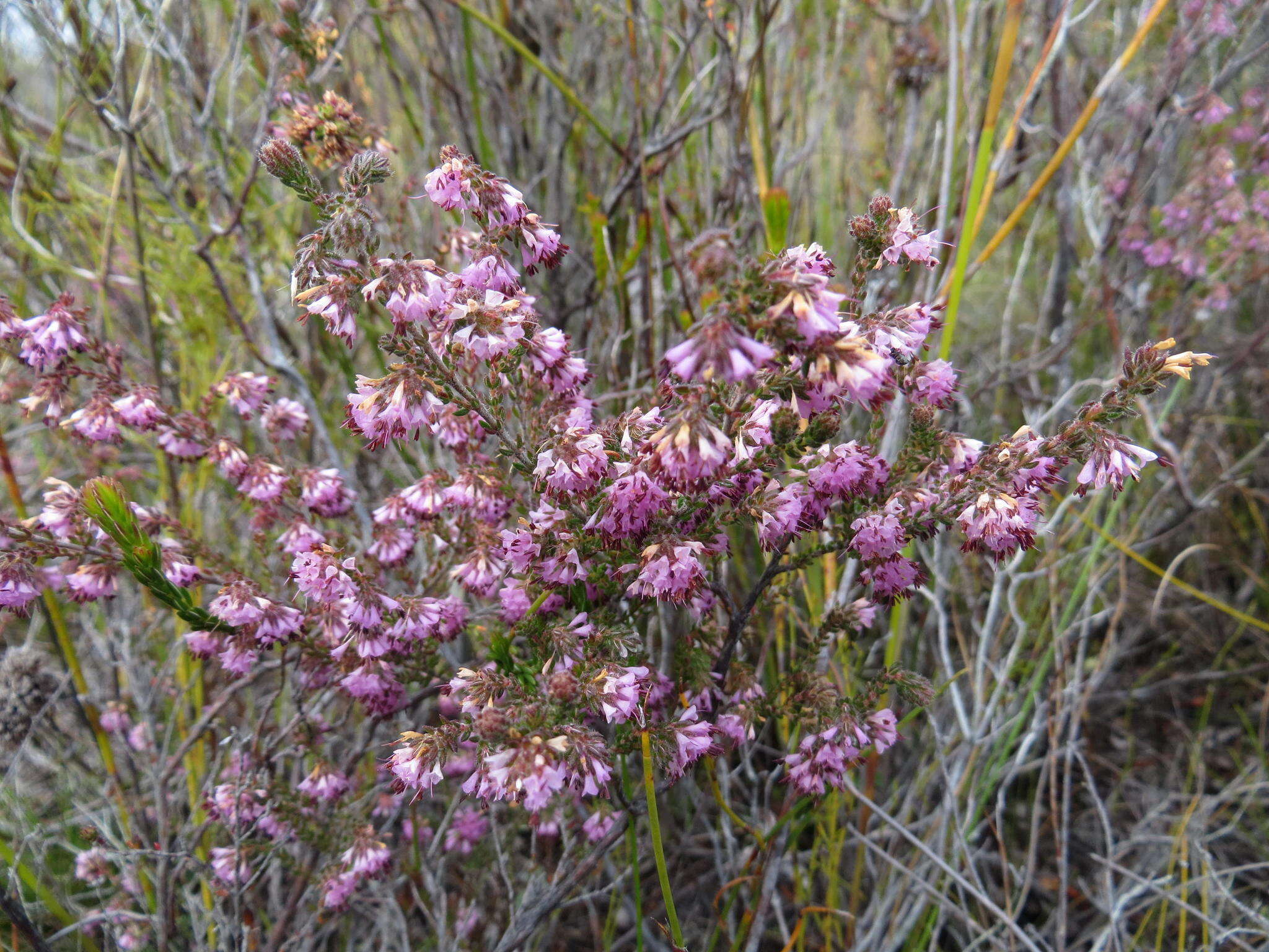 Image of Erica globiceps subsp. globiceps