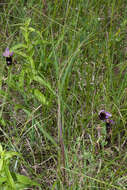 Слика од Ophrys bertolonii Moretti