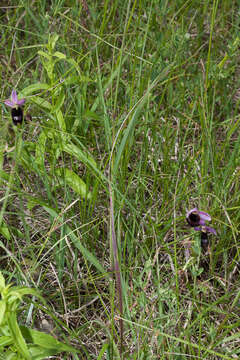 Слика од Ophrys bertolonii Moretti