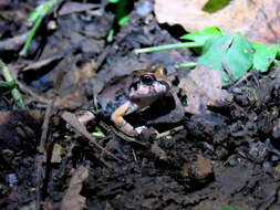 Imagem de Leptodactylus macrosternum Miranda-Ribeiro 1926