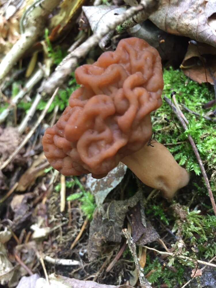 Gyromitra venenata Hai J. Li, Z. H. Chen & Zhu L. Yang resmi