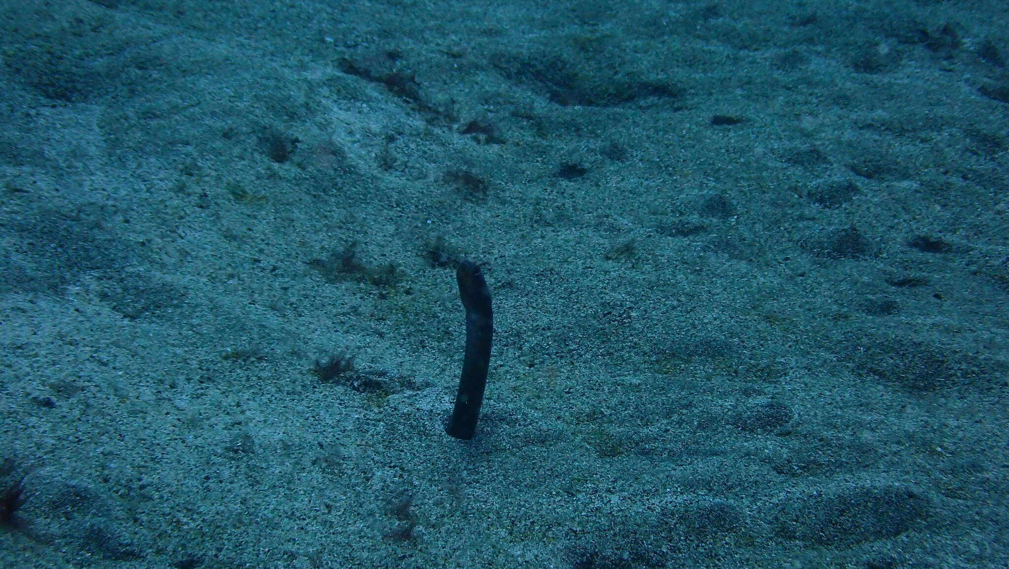 Image of Brown Garden Eel