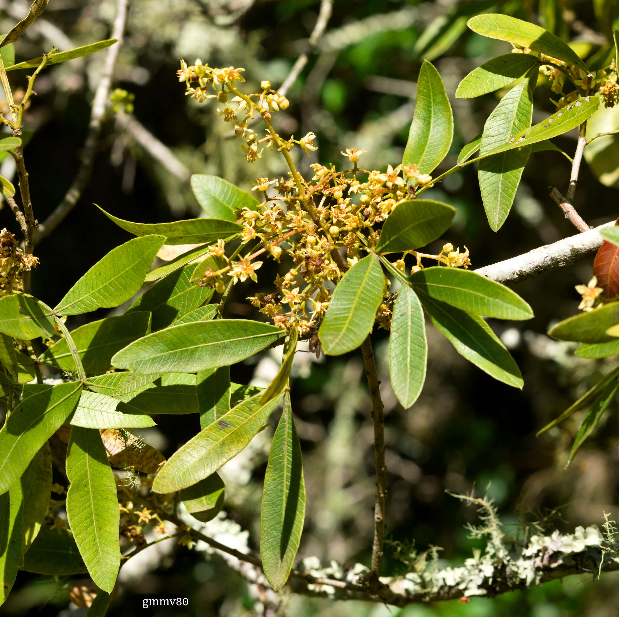 Image de Lithraea molleoides (Vell.) Engl.