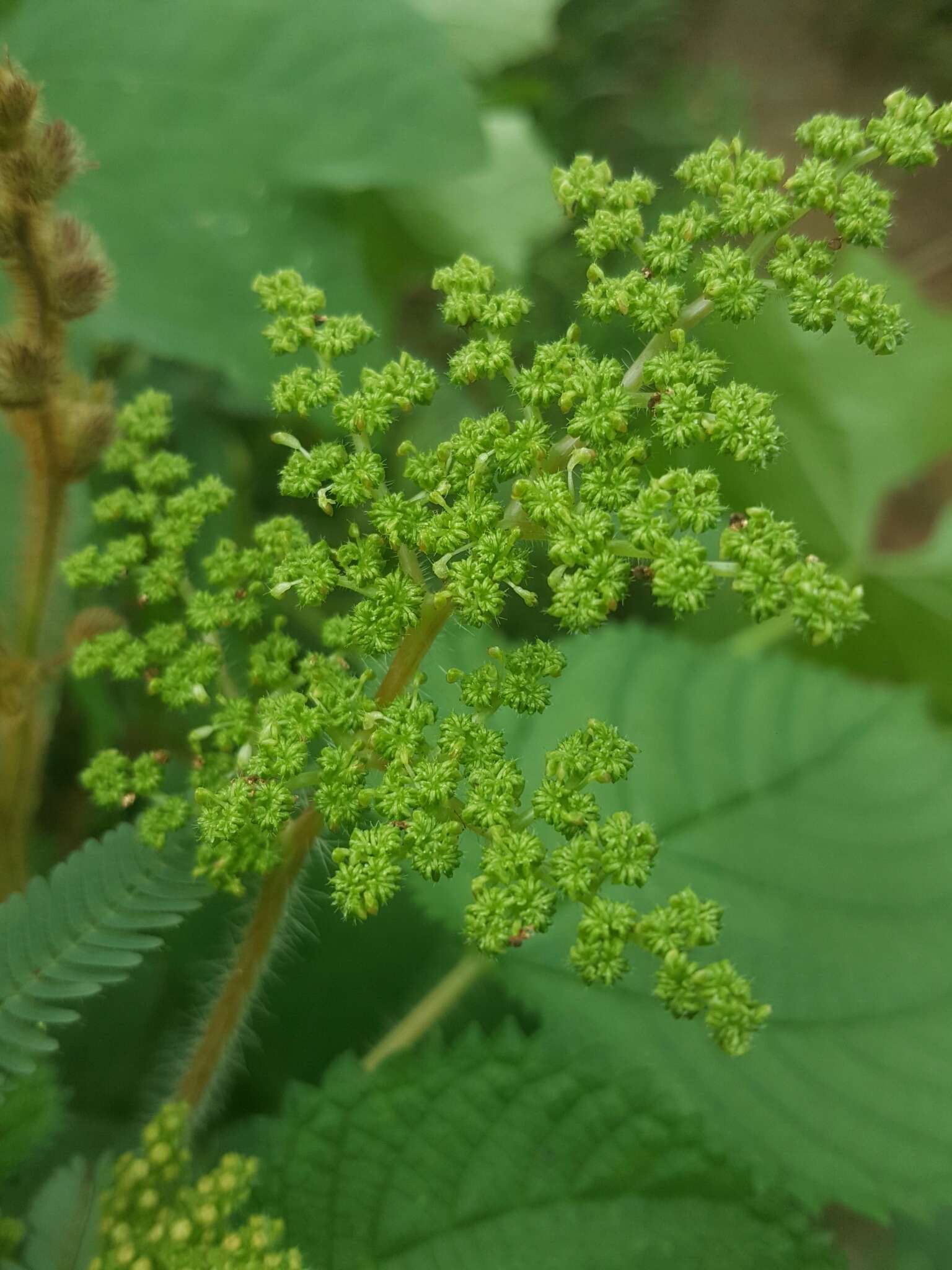 Image of West Indian woodnettle