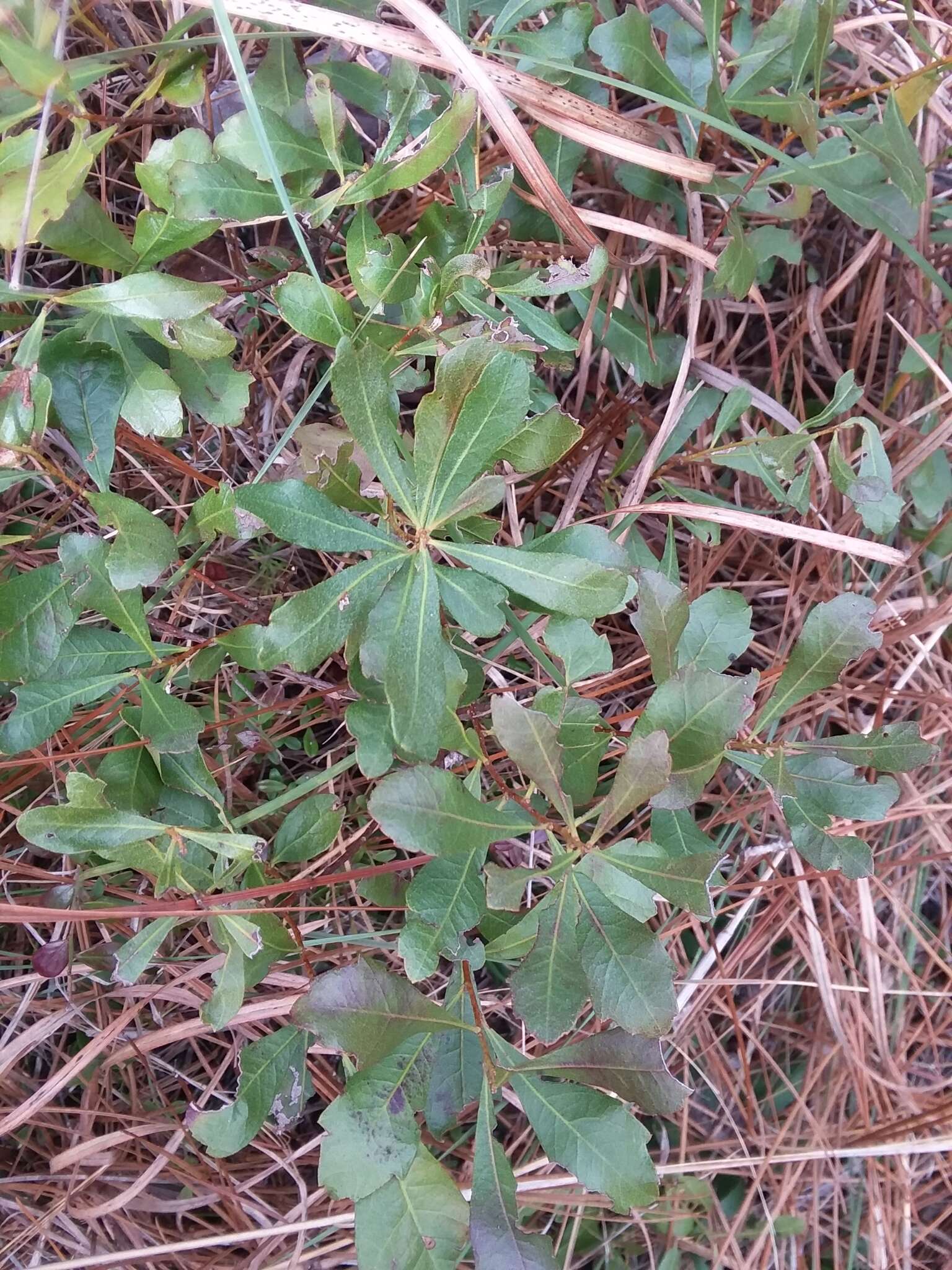 Image of wax myrtle