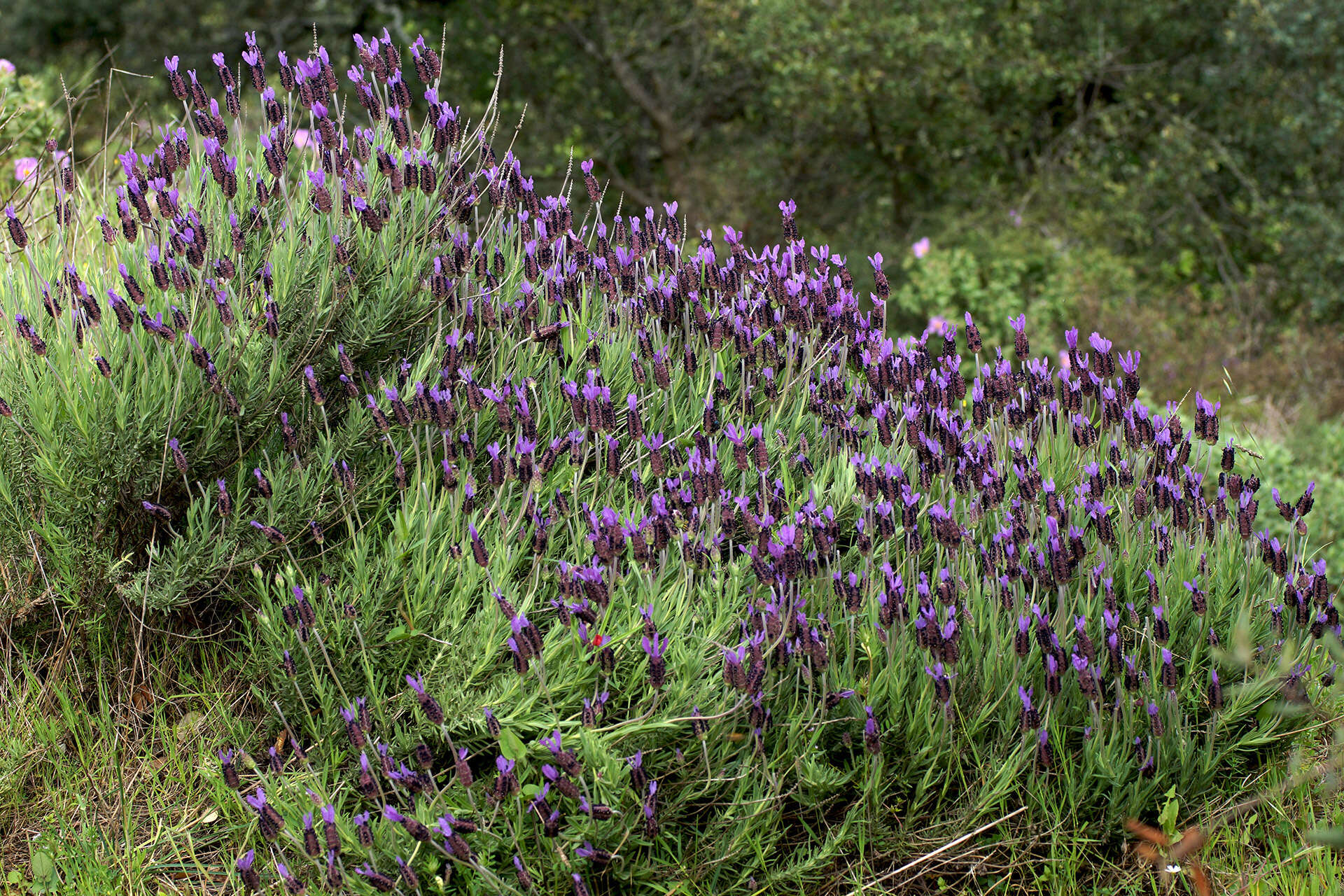 Image of Lavandula pedunculata subsp. sampaiana (Rozeira) Franco