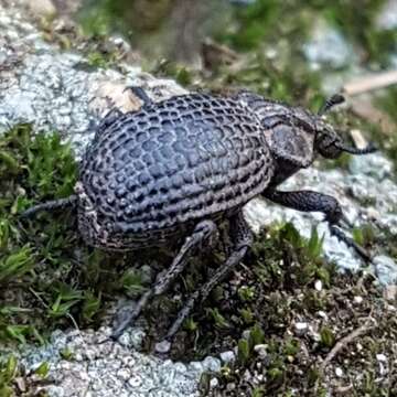 Plancia ëd Brachycerus rotundicollis Escalera 1919