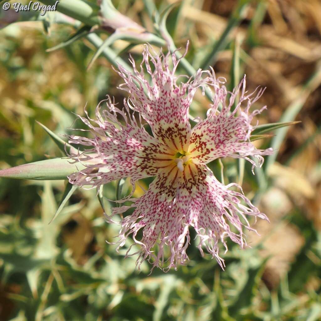 Image of Dianthus libanotis Labill.