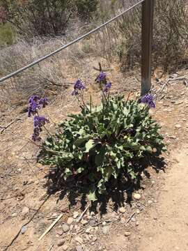 Limonium perezii (Stapf) F. T. Hubbard ex L. H. Bailey resmi