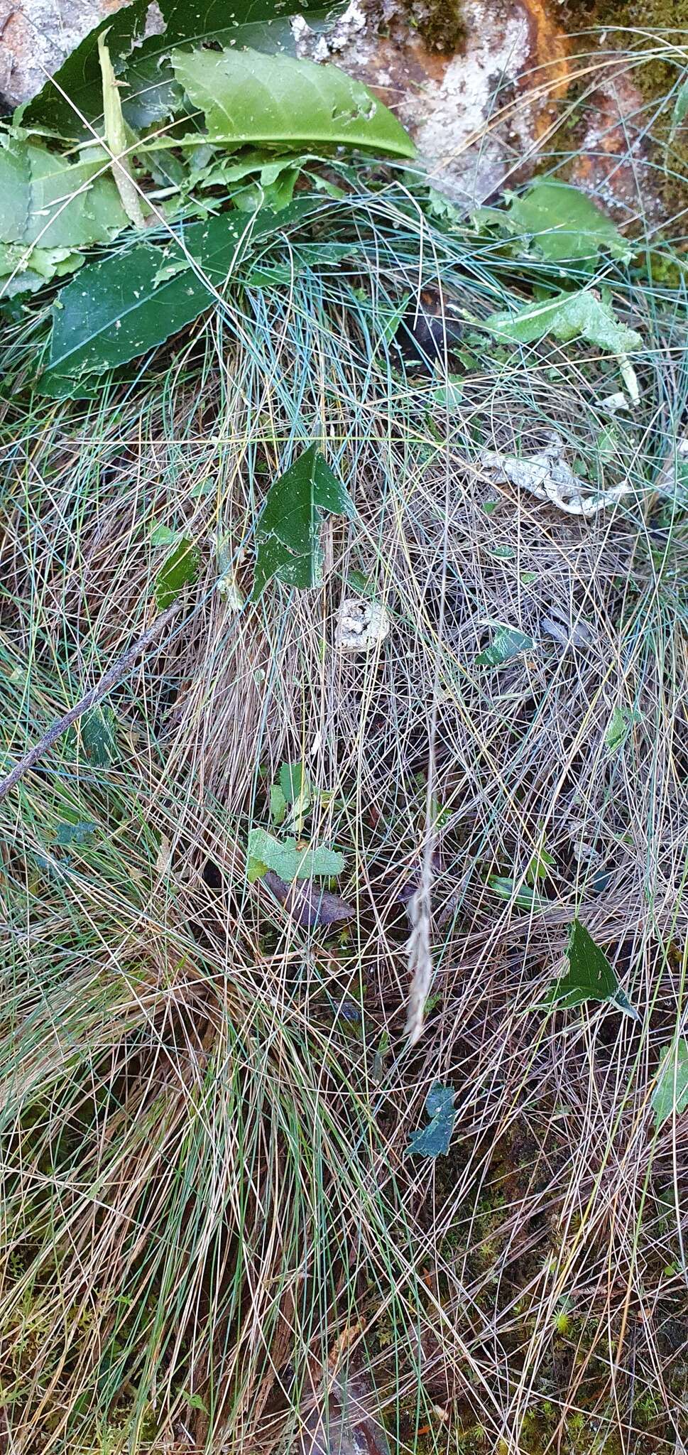 Image of Poa colensoi Hook. fil.