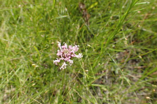 Image of grassleaf Barbara's buttons