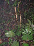 Image of Small Prescott Orchid