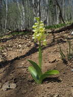 صورة Orchis pallens L.