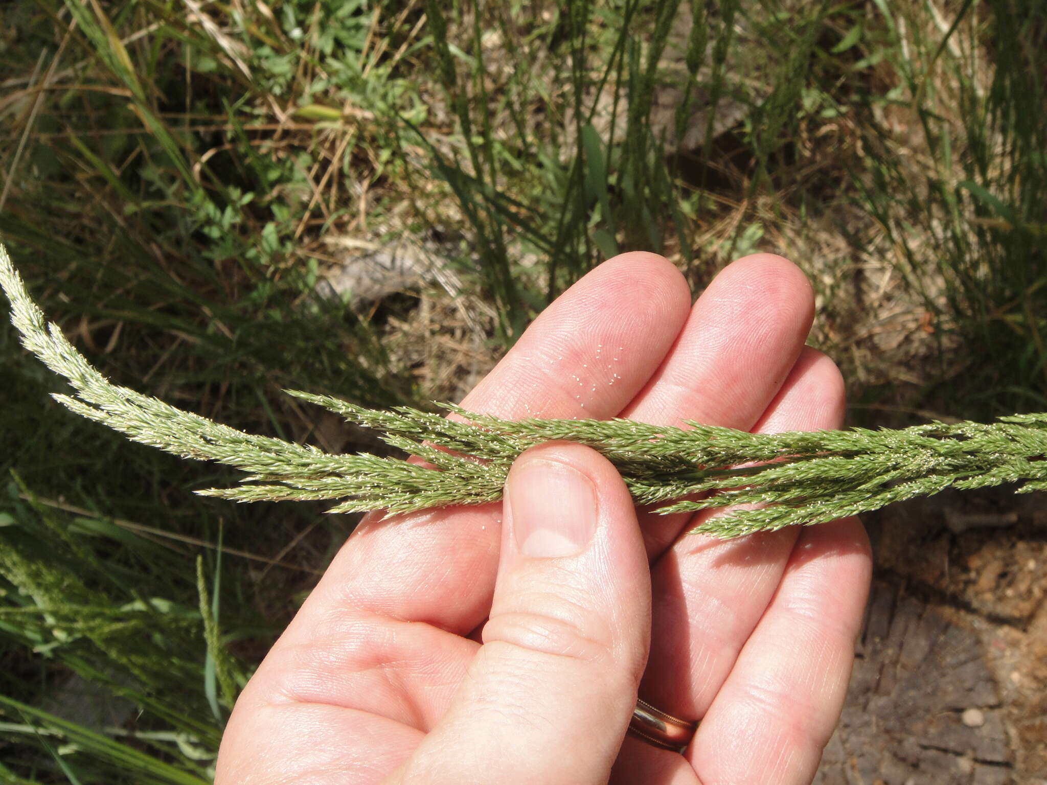 Imagem de Agrostis exarata Trin.