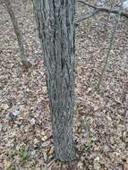 Image of shellbark hickory