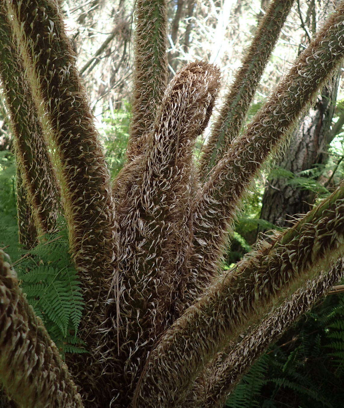 Image of Lacy Tree Fern