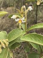 Image of Solanum subumbellatum Vell.