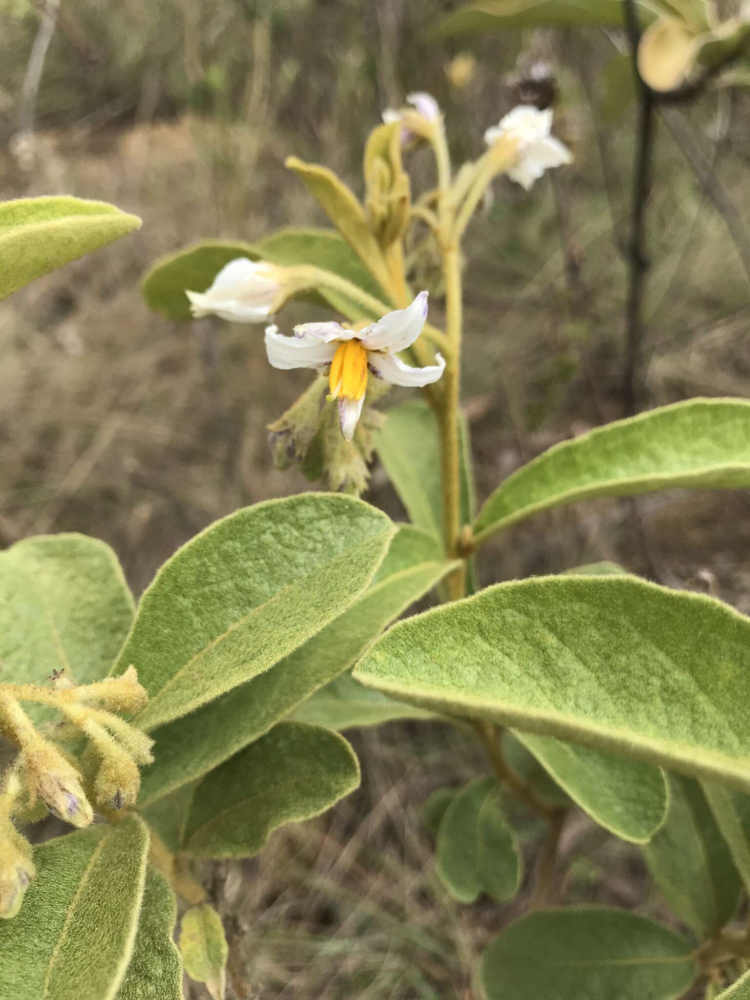 صورة Solanum subumbellatum Vell.