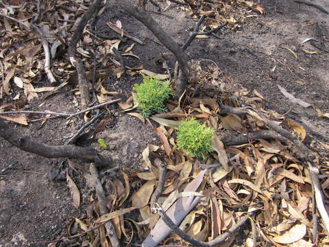 Image of Hakea lissocarpha R. Br.