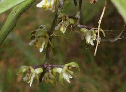 Image of Common tangle orchid