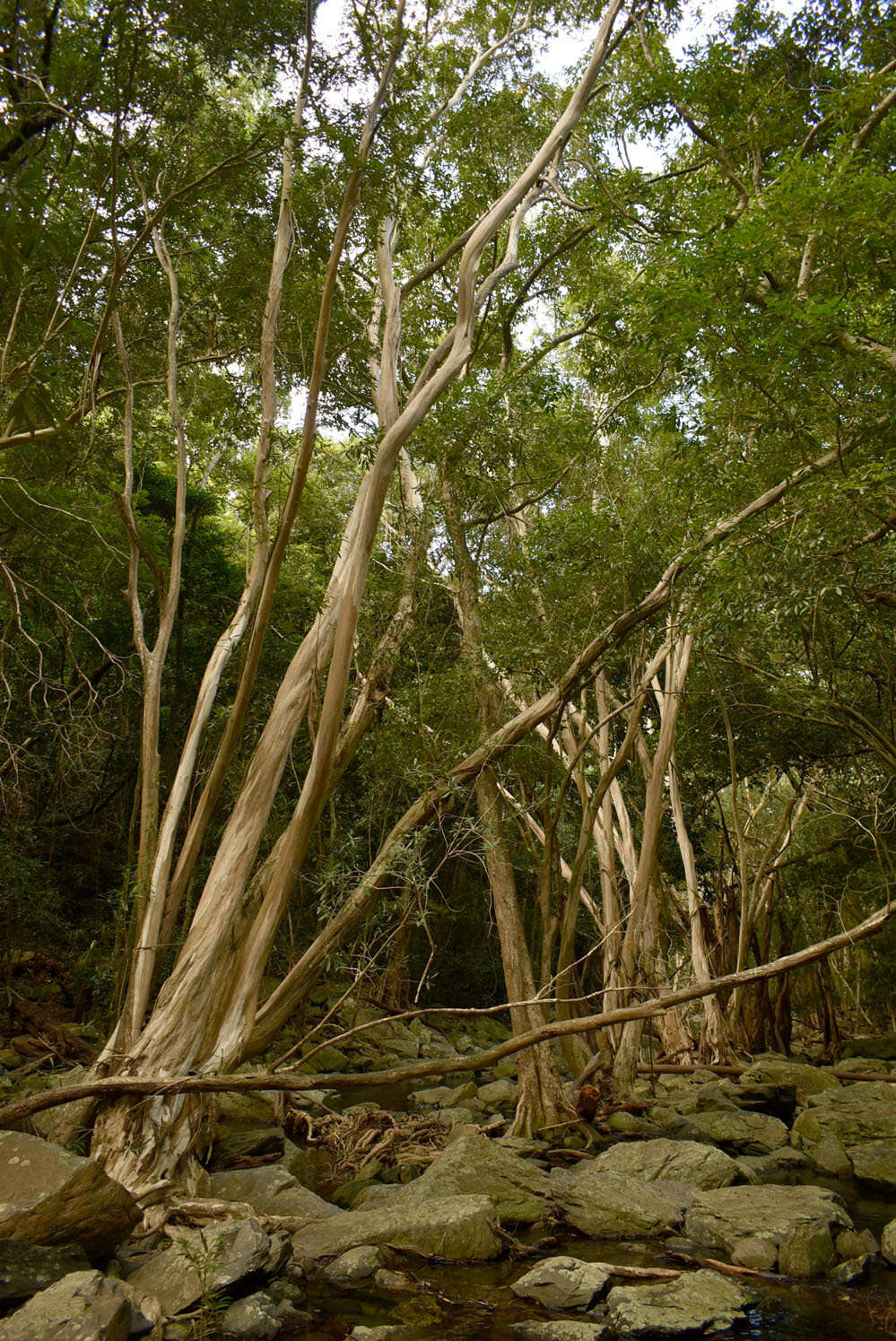 Imagem de Tristaniopsis exiliflora (F. Müll.) P. G. Wilson & J. T. Waterhouse