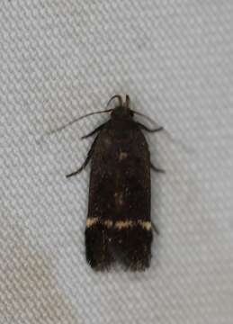 Image of Lupine Leafroller Moth
