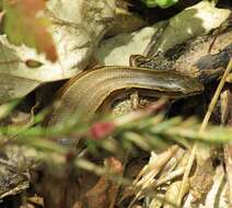 Image of Brown Skink